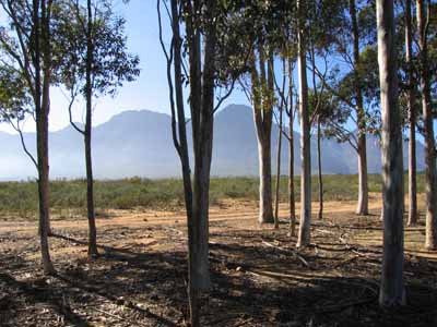 The Ellandsberg mountains through trees